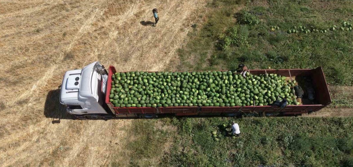 Muş Ovası’nda karpuz hasadı başladı, 32 bin 786 dekarda üretim sürüyor