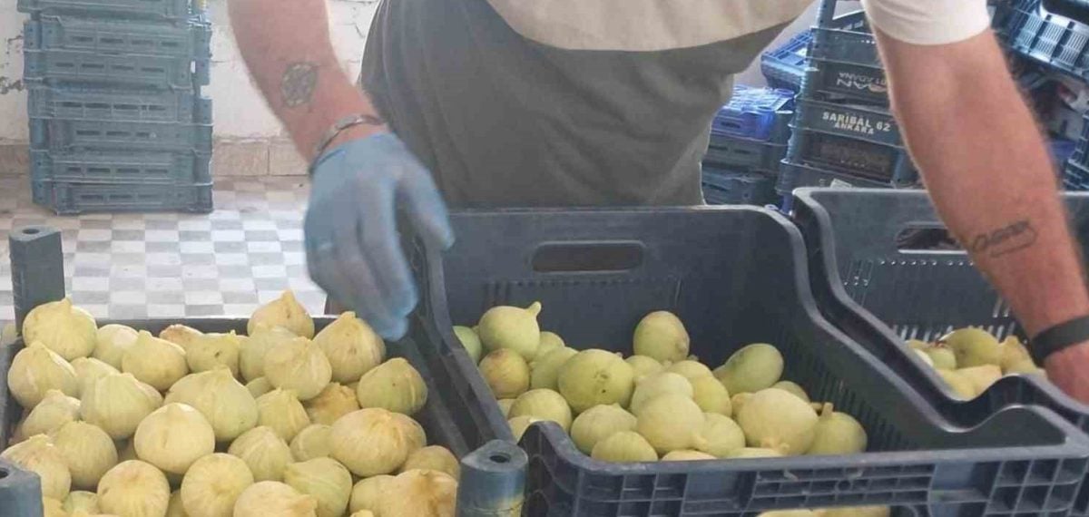 Mut’ta beyaz incirde verim düşüşü, rekolte 30 bin tona geriledi