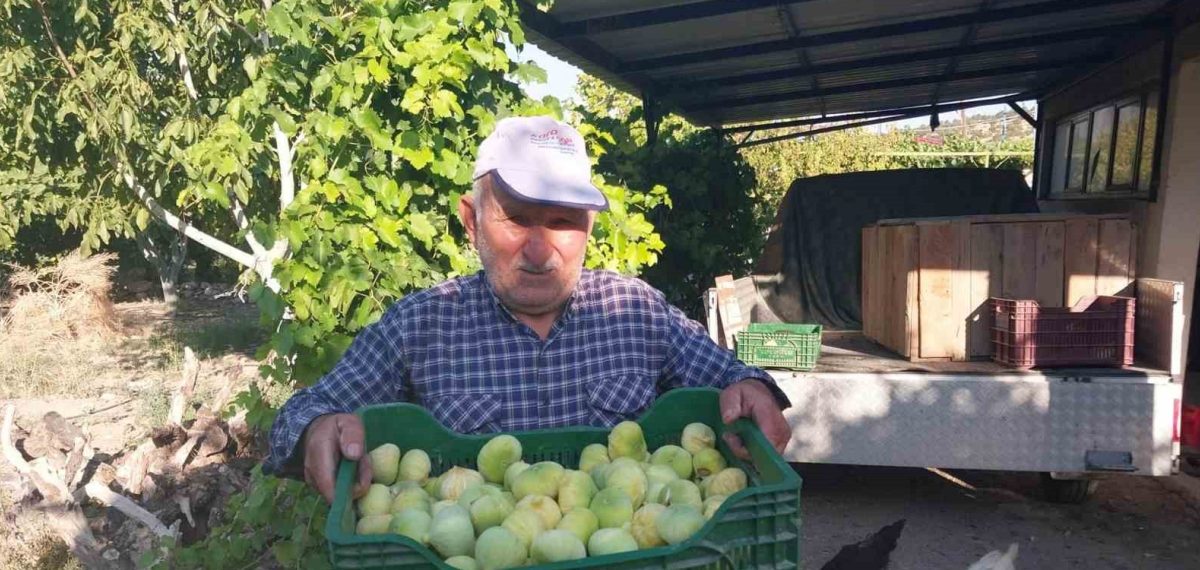Mut’ta incir hasadı başladı, verim azalırken fiyat 150-200 lirada kaldı