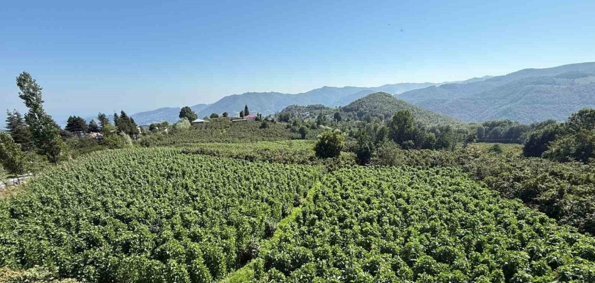 Nebiyan Dağı eteklerinde hasat heyecanı başladı – 15 bin sırıkta fasulye