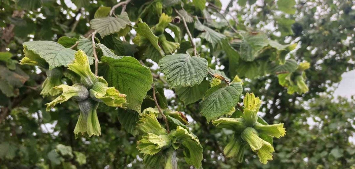 Ordu’da fındık hasadı ve ihracat tarihleri belirlendi: Bölgelere göre takvim