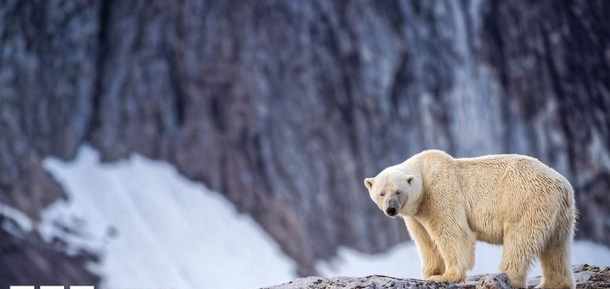Person fined for waking sleeping polar bear with ship foghorn in Svalbard