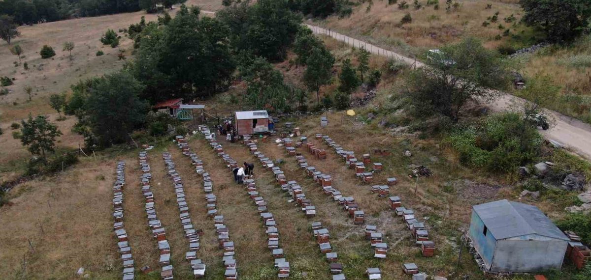 Reşadiye’de akıllı kovanla bal verimi yüzde 20-40 arttı