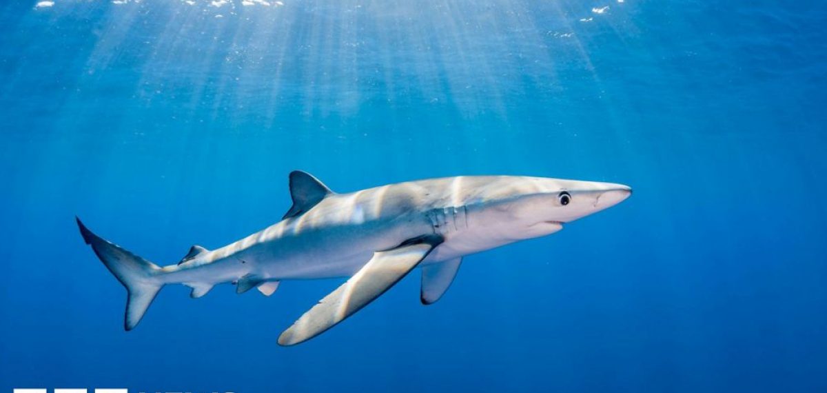 Researcher bitten by blue shark off County Waterford airlifted to hospital