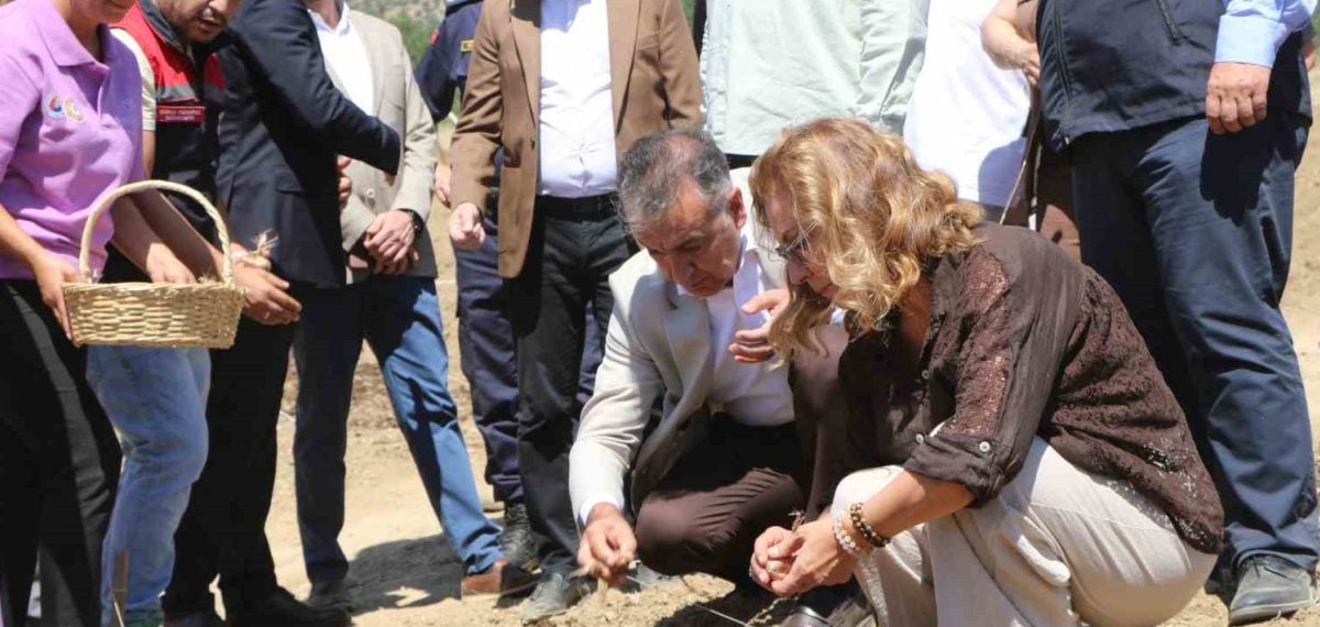 Safranbolu’da 7 dekarda safran dikimi yapıldı, 500 kg soğan toprağa verildi