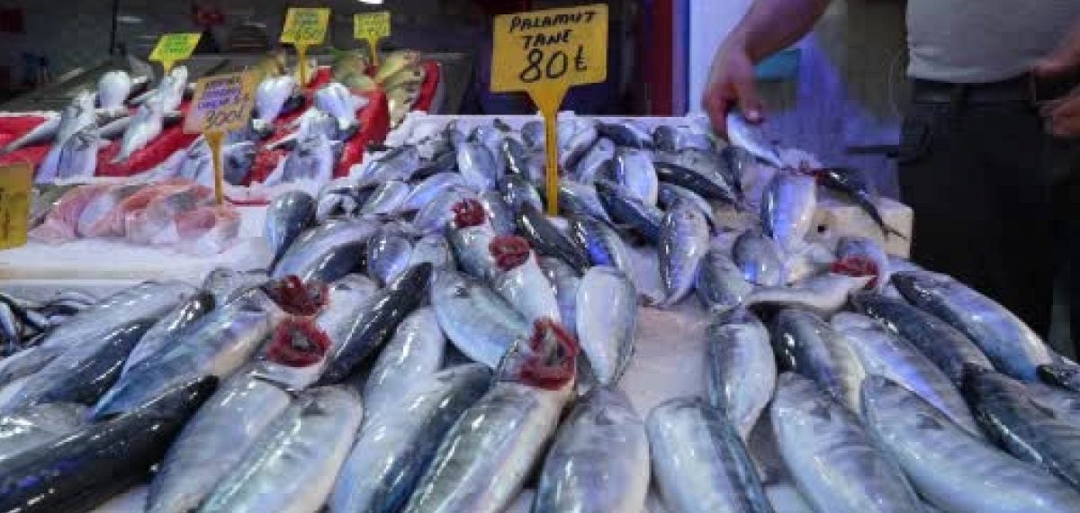 Samsun’da palamut bolluğu başladı fiyatlar 50-150 TL arası