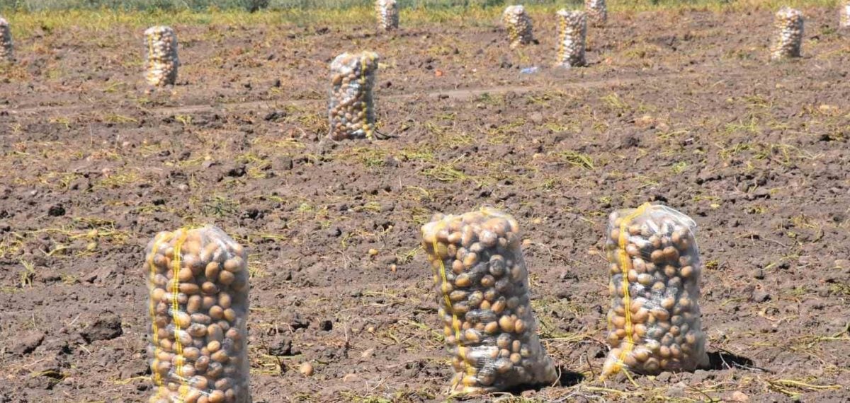 Sandıklı’da yazlık patates sökümü başladı, ürünün dayanma süresi öne çıkıyor