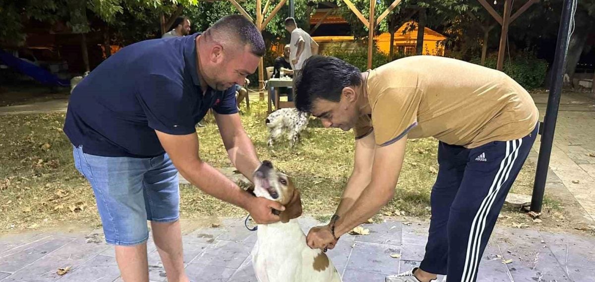 Sarıgöl’de 50 çipli av köpeğine kuduz aşısı uygulandı