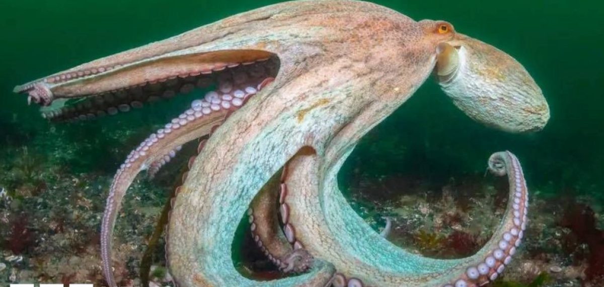 Sark proposes 30% marine protection covering 50 sq miles