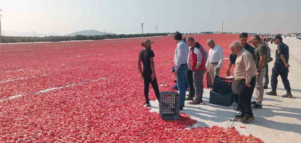 Saruhanlı’da 1.500 ton kuru domates üretilip büyük oranda ihraç edildi