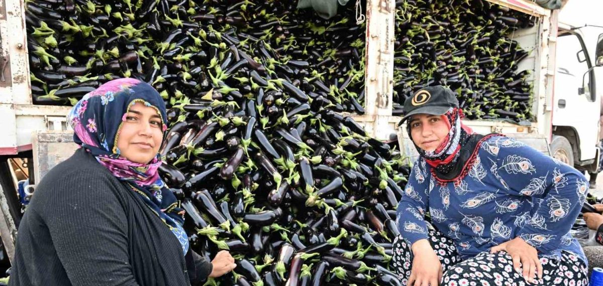 Selde ürünleri zarar gören çiftçiye belediyeden yüzde 100 hibe patlıcan fidesi