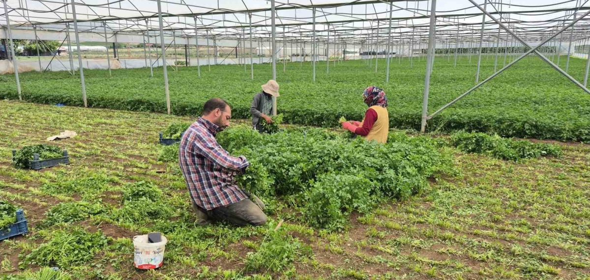 Seralarda 30 derece dışarı, içeride 40 dereceyi aşan çalışma zorluğu