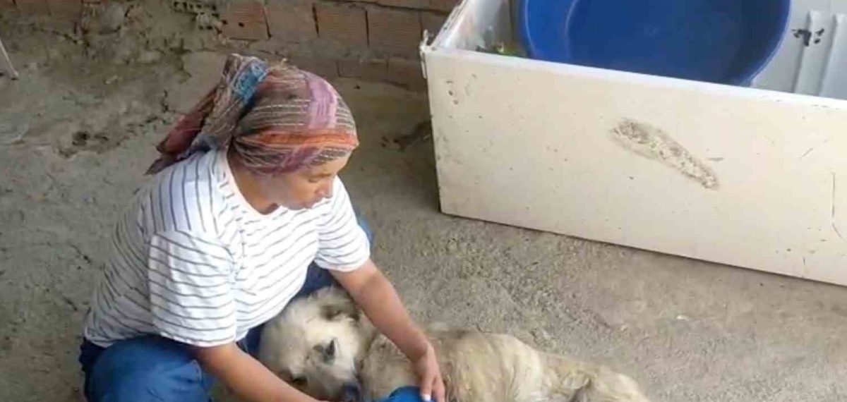 Serik’te çoban köpeği kurşunlanıp bacağını kaybetti, sahibinden ceza çağrısı