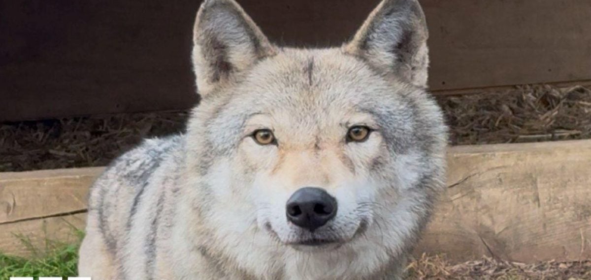 Six neglected wolfdogs rehomed after rescue from filthy Grangemouth property