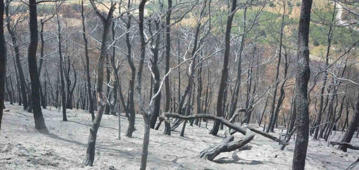 Susurluk’ta yangın sahası temizlendi, yeniden ağaçlandırma hazırlığı başladı
