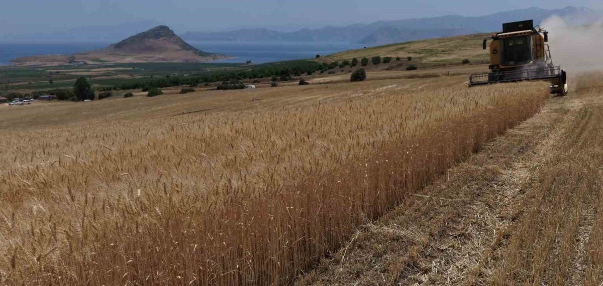 Tatvan’da buğday hasadı başladı, verim yüksek ancak fiyatlar yetersiz