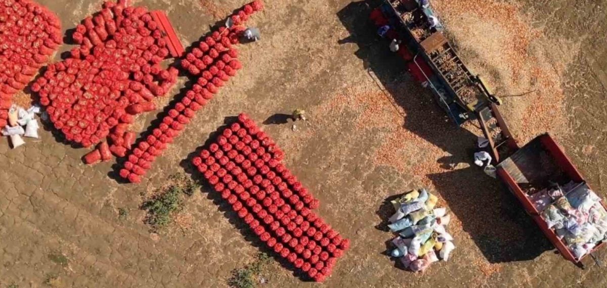 Tekirdağ soğanı coğrafi işaretle markalaşıyor 4 bin 400 dekarda üretim
