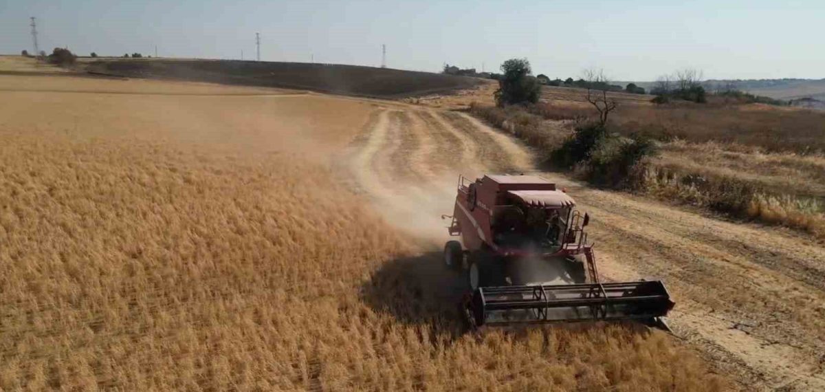 Tekirdağ’da sertifikalı nohut tohumluğu hasadı gerçekleştirildi