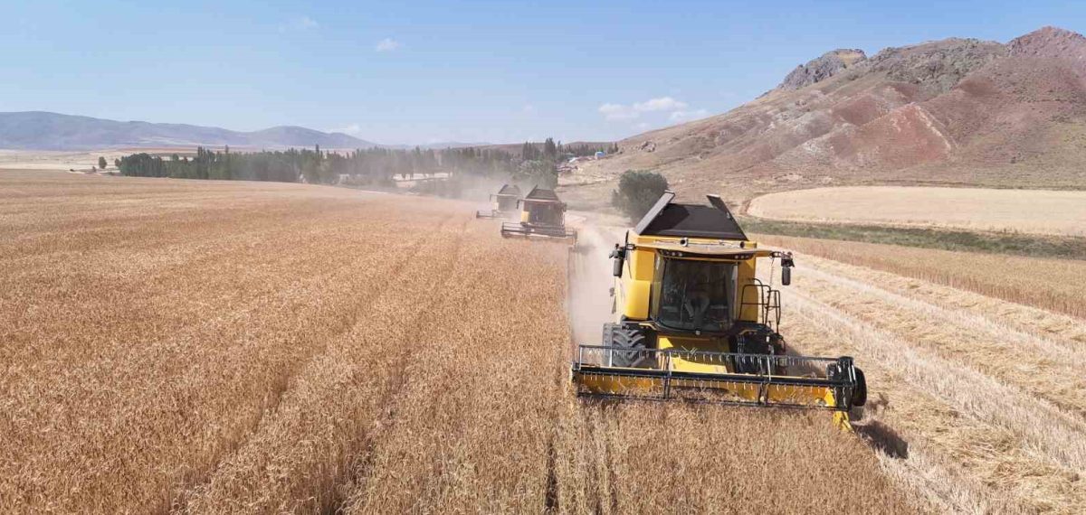 TİGEM Ulaş’ta 14 bin 796 dekarda tritikale hasadı başladı, rekolte %50 arttı