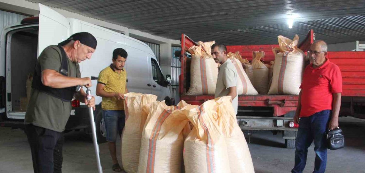 TMO Ordu’da fındık alımına başladı, Giresun kalite 255 TL fiyatla alınıyor