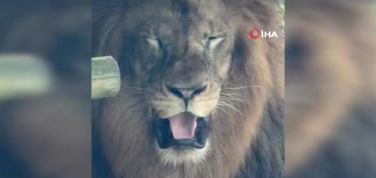 Tokyo’daki Tama Hayvanat Bahçesinde 3 aslan sıcak çarpması sonucu hayatını kaybetti