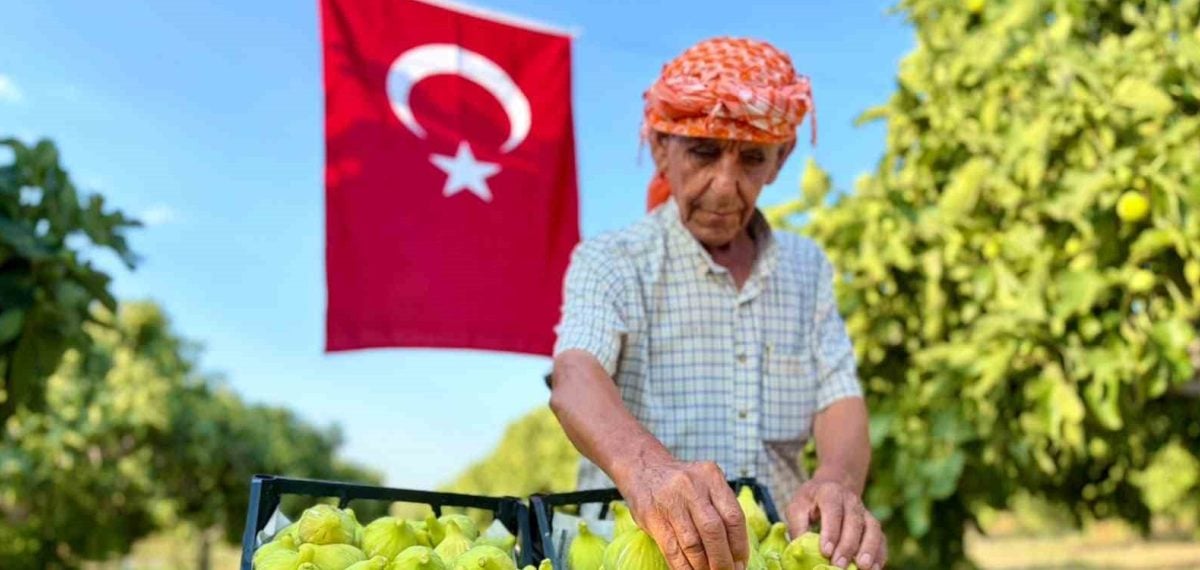 Torbalı Çapak’ta Bardacık incirinde hasat başladı, fiyatlar tarlada 150-250 TL