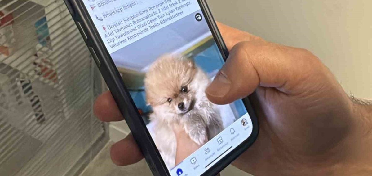 Veterinerin fotoğrafıyle ücretsiz sahiplendirme dolandırıcılığı: Mağdurlar binlerce TL ödedi