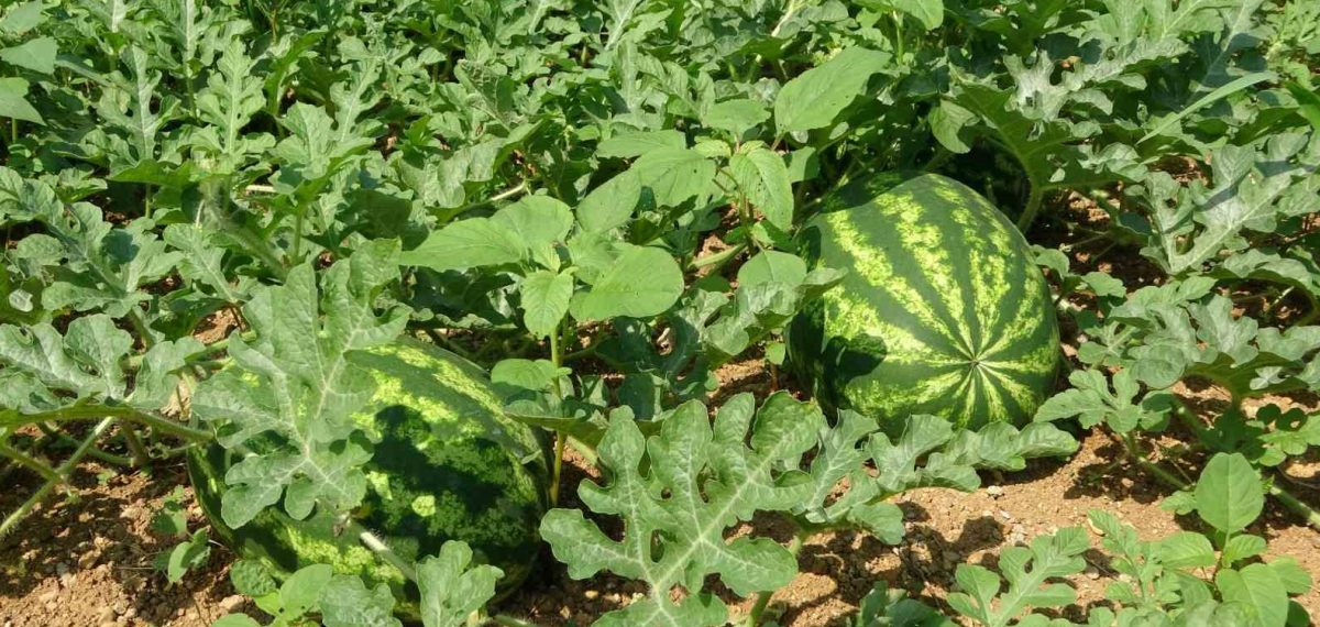Yalıncak karpuzunda verim düşüşü sürüyor, üretim alanları daraldı