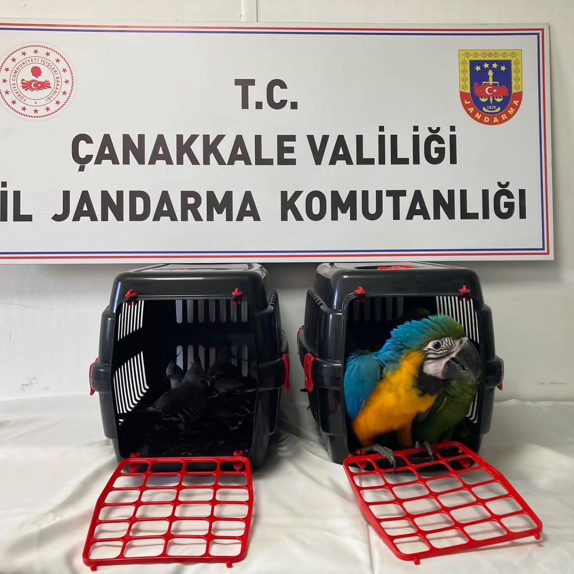 1915 Çanakkale Köprüsü gişelerinde 9 egzotik kuşa el konuldu