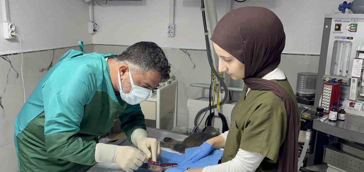 8. kattan düşen kedinin bacaklarındaki 8 parçalı kırık eksternal fiksasyonla onarıldı