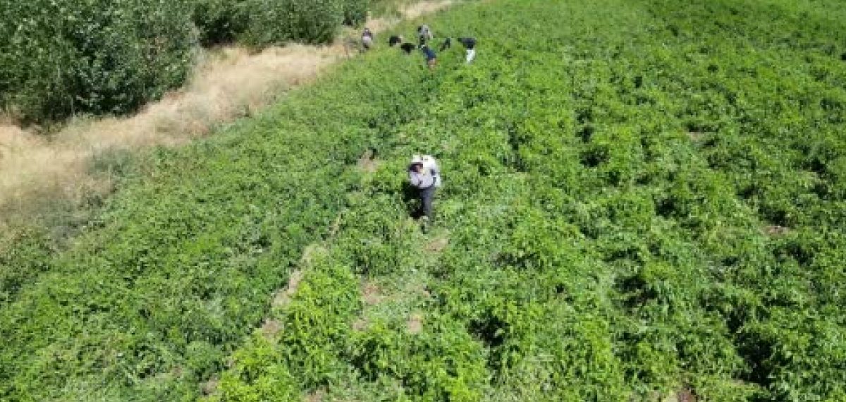 86 yaşında tarlada günde 6 ton biber üretiyor, işçilere de ekmek sağlıyor