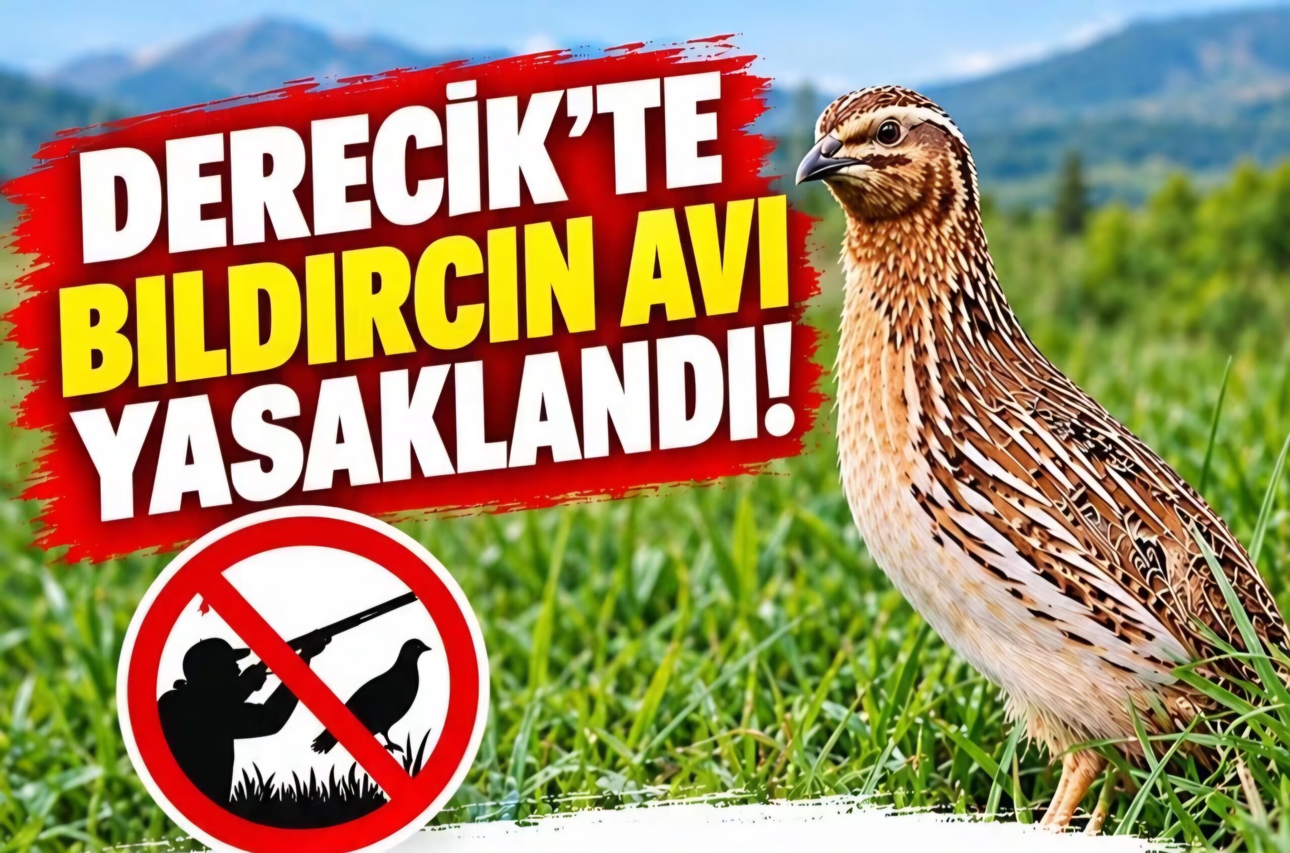 Derecik’te Bıldırcın Avına Gündüz Yasağı Getirildi