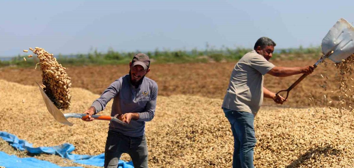 Adana sahilinde yer fıstığı hasadı başladı 252 bin dönüm alanda üretim
