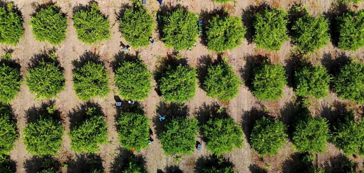 Adana’da limon hasadı başladı, ihracatta Karadeniz engeli üreticiyi zorluyor
