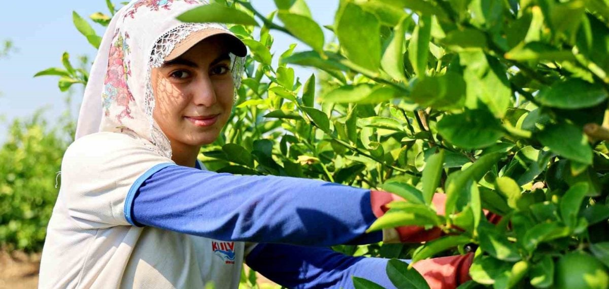Adana’da mayer limon hasadı başladı, 710 bin ton rekolte bekleniyor