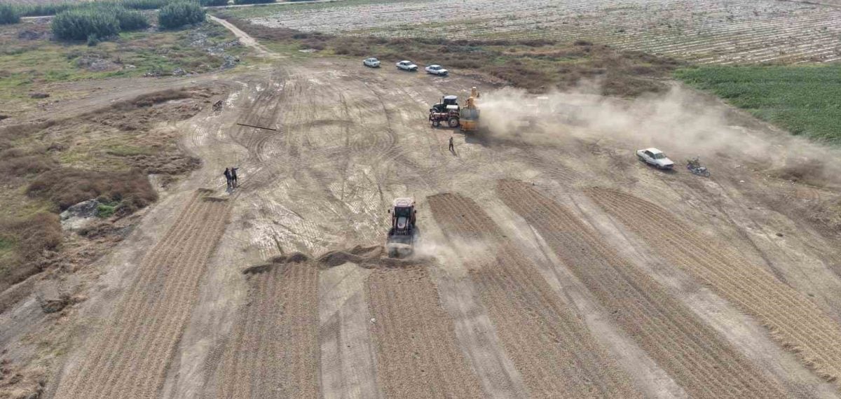 Adana’da yer fıstığı hasadı sürüyor, Osmaniye tüccarları alımı durdurdu iddiası