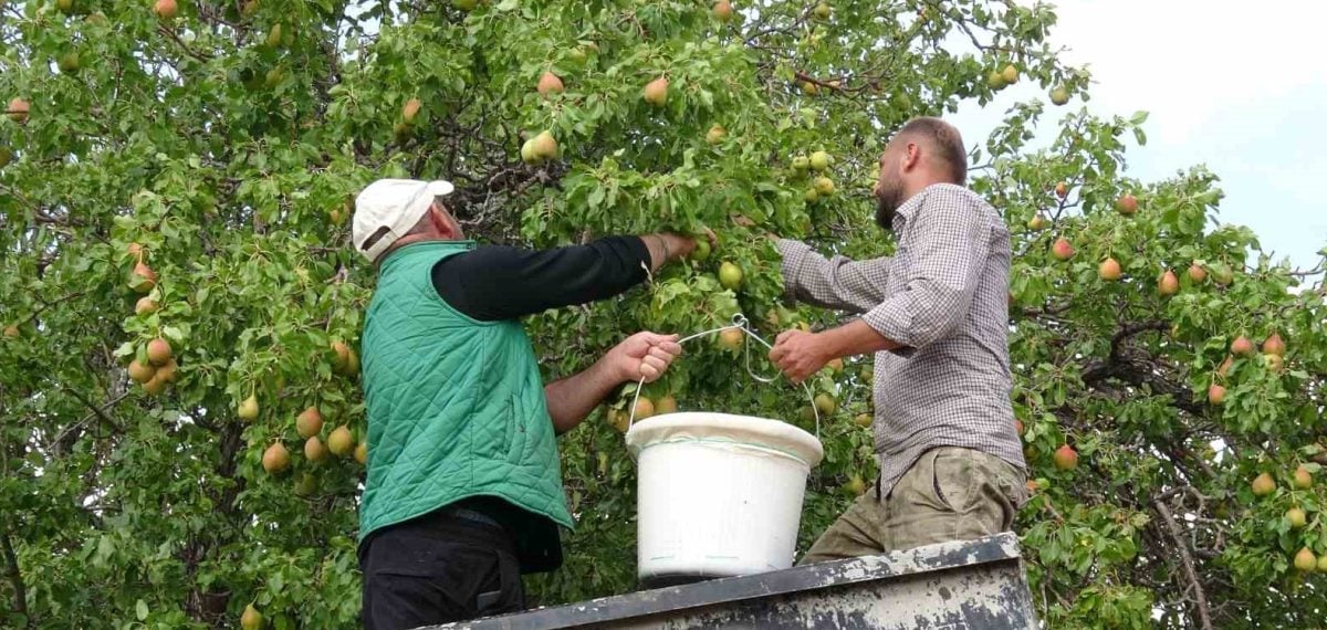 Akçadağ bal armudunda hasat başladı ürün fiyatları 50 ile 100 TL arasında