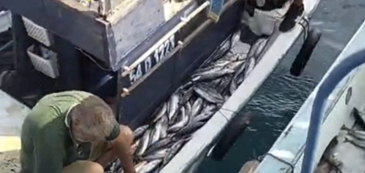 Akçakoca açıklarında palamut bolluğu: Tekne kasaları doldu