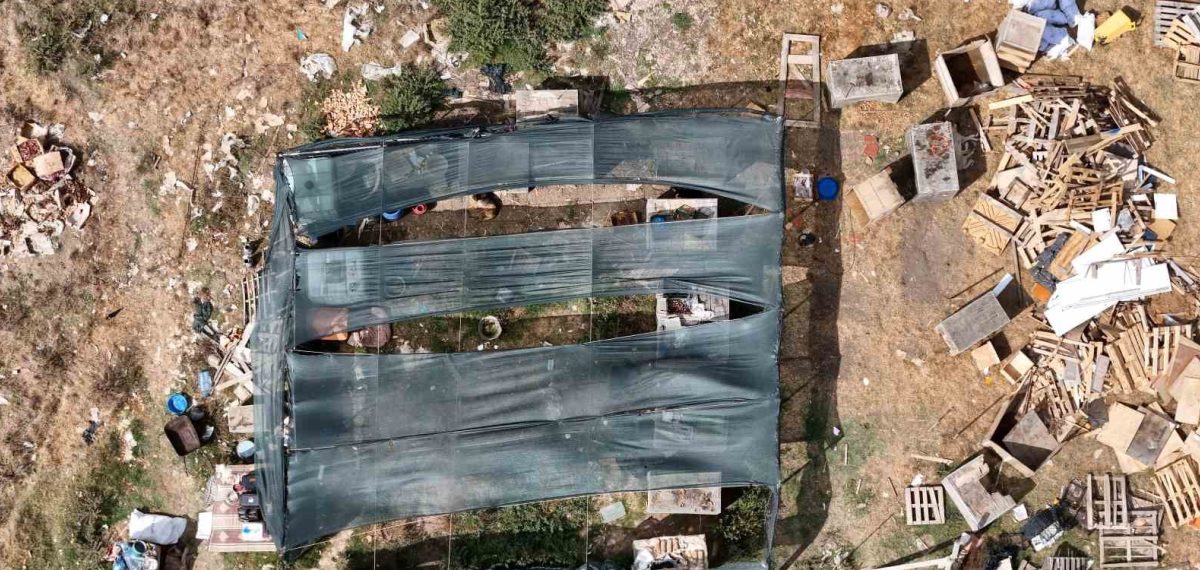 Arnavutköy’de köpeklerin saldırısında 3 küçükbaş telef oldu, 9 yaralı