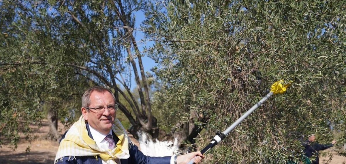 Ayvalık’ta 21. Zeytin Hasat ve Turizm Festivali 29 Ekim’de başlıyor