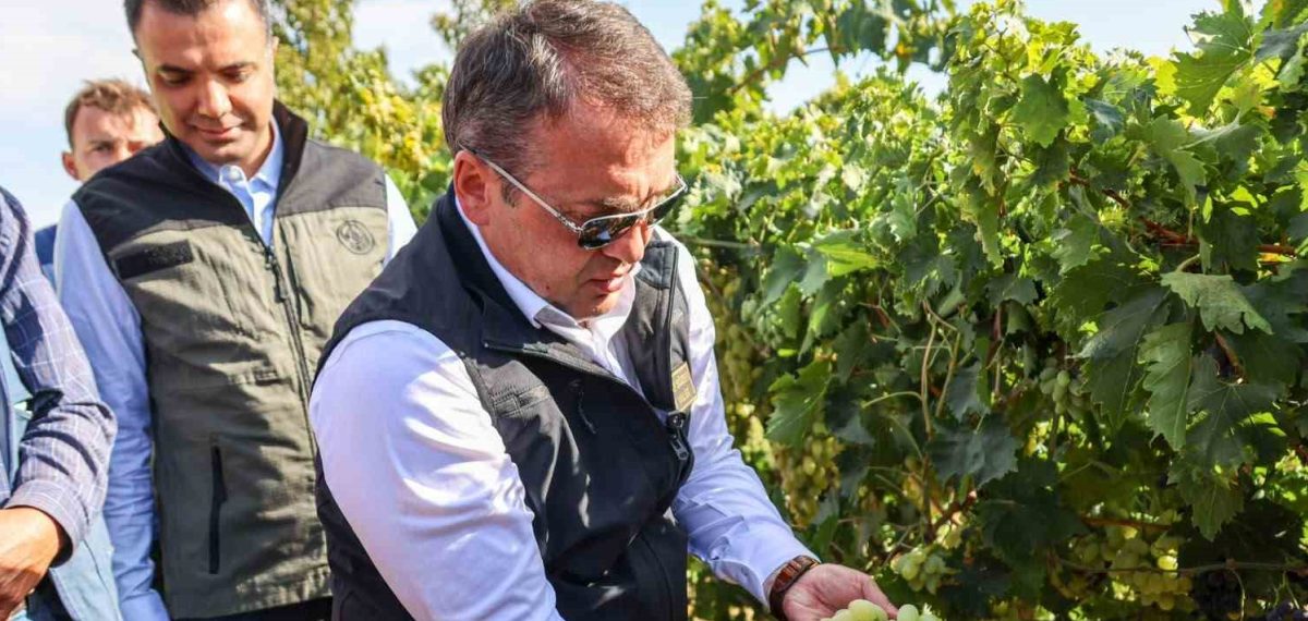 Bilecik’te 10 bin dekarlık bağda yaklaşık 8 bin 100 ton sofralık üzüm hasadı başladı