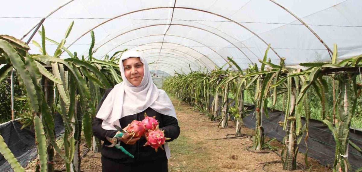 Çarşamba’da kadın girişimci ejder meyvesi hasadına başladı, yıllık hedef 2 ton
