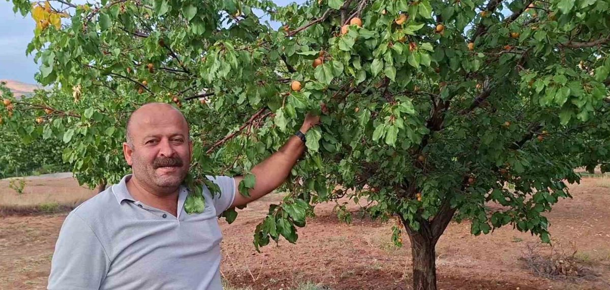 Dalında hâlâ meyve veren geç olgunlaşan kayısı çeşidi üreticiyi umutlandırdı