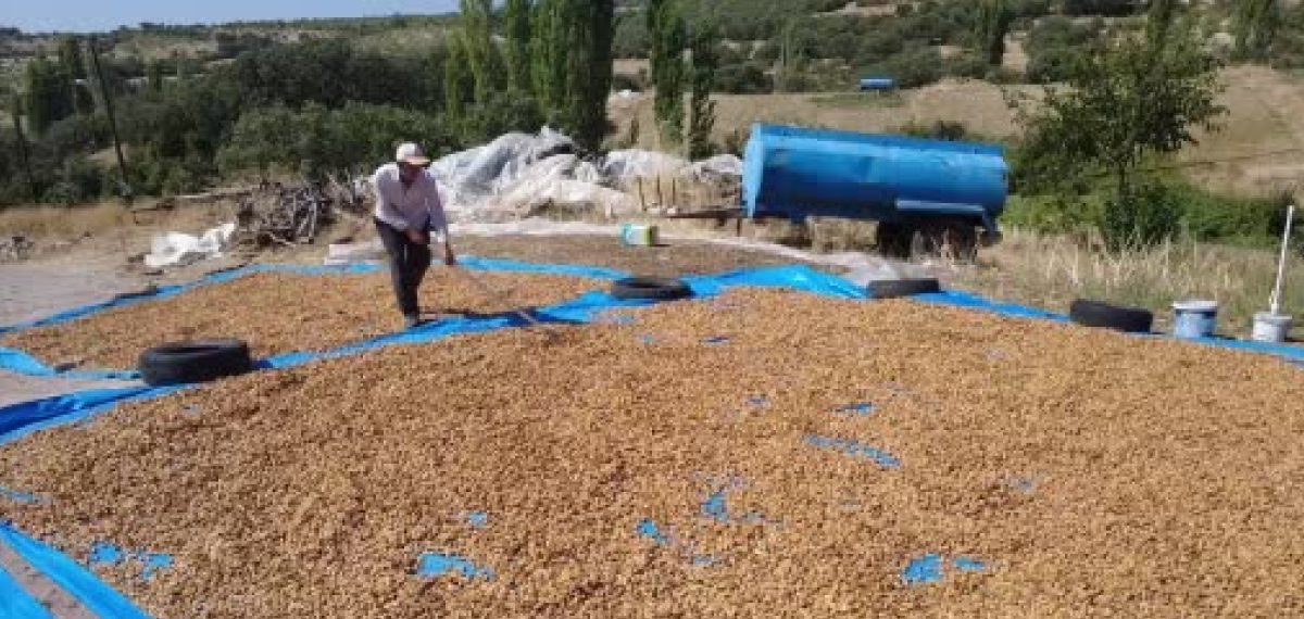 Demirci’de badem hasadı başladı, 14 bin dekarda 625 ton rekolte beklentisi