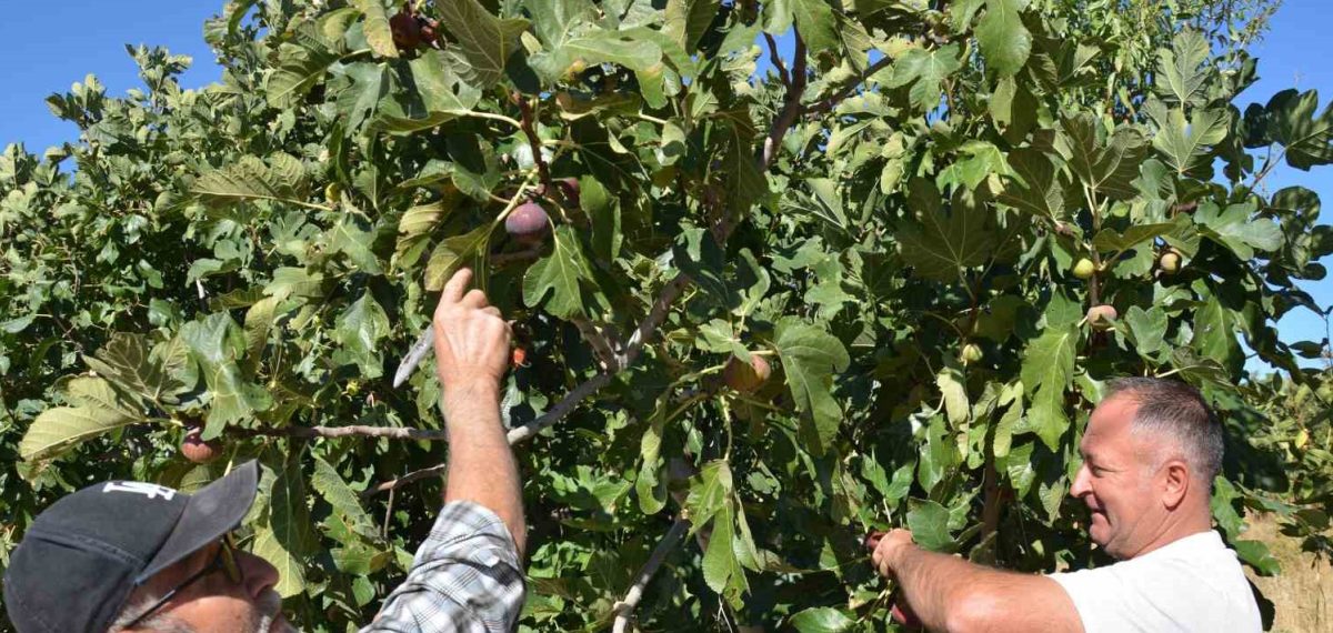 Demirci’de organik siyah ve sarı incir hasadı başladı, 12 binde 185 ton rekolte bekleniyor