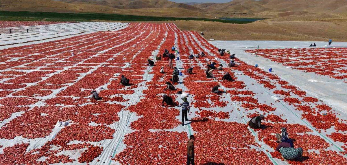 Elazığ’da 40 bin ton kurutmalık domates hasadı, 800 işçiyle ihraç ediliyor