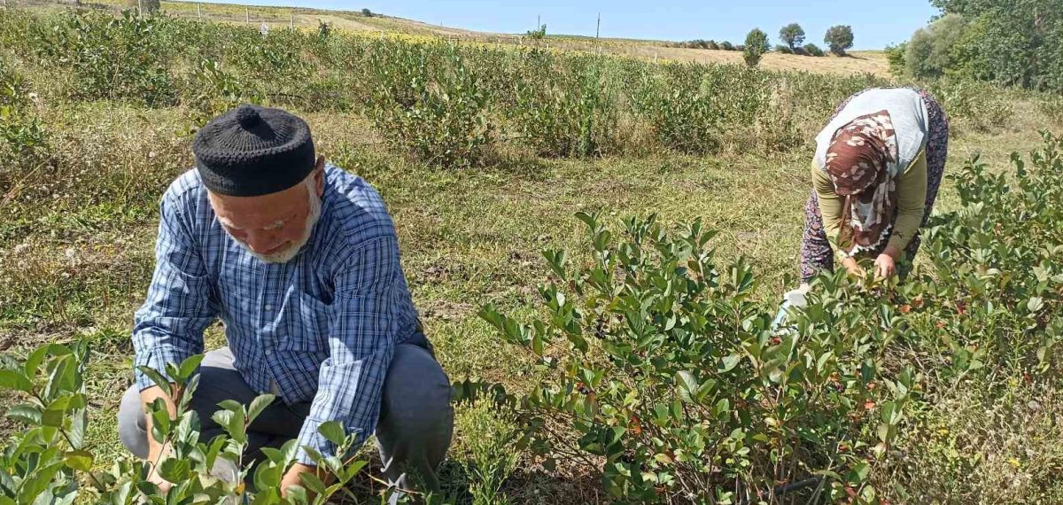 Emekli çiftin aronya bahçesi alternatif tarıma örnek oldu