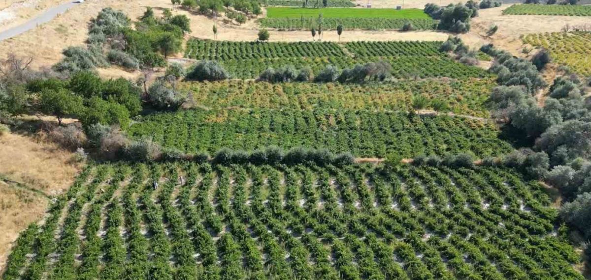 Erciş’te coğrafi işaretli üzümün bağ bozumu başladı, üreticiler depolama talep ediyor