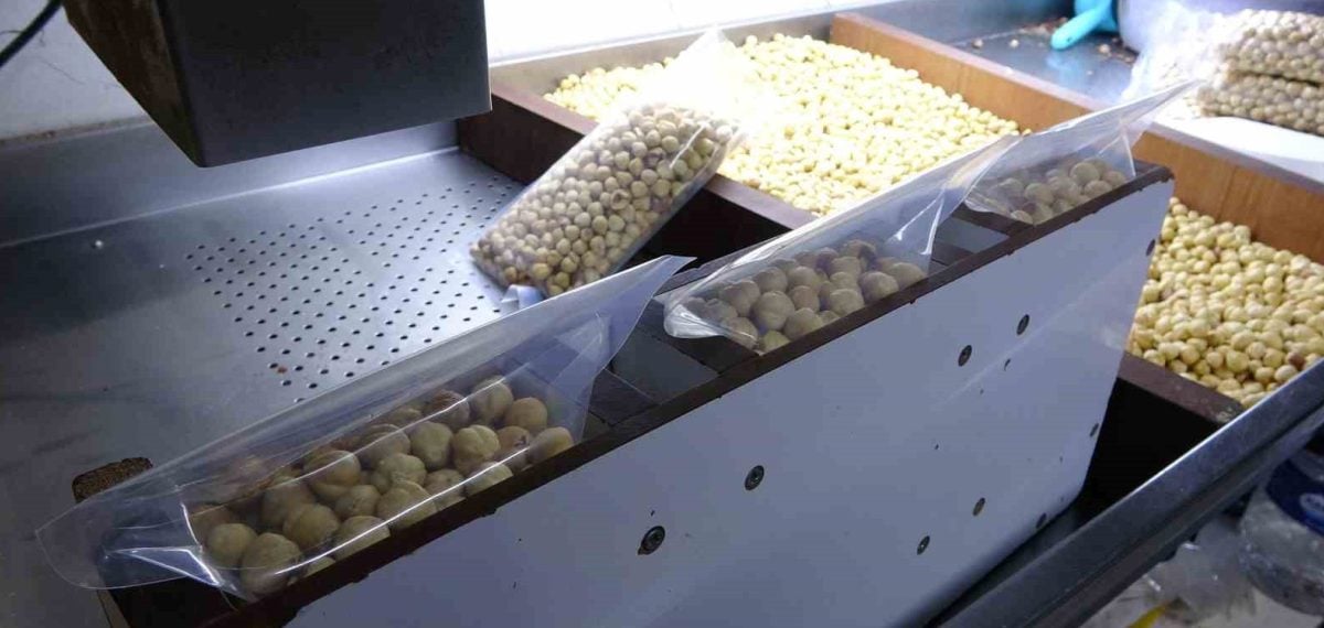 Fındık üreticileri işleterek gelirini artırıyor – kırma, kavurma ve paketleme yoğunlaştı