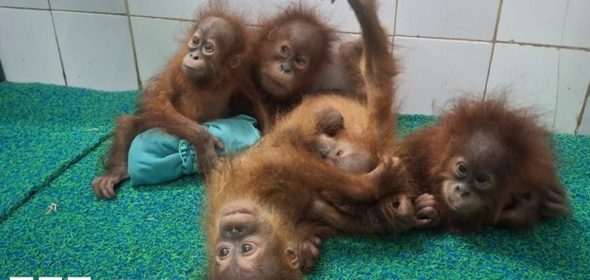 Five baby orangutans found in Odisha forest, probe into possible trafficking